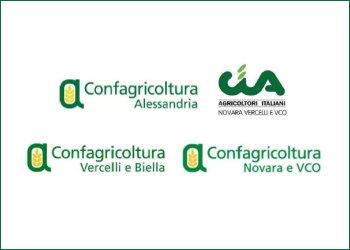 Confagricoltura e Cia ai soci: Non vendete il risone in questo momento! Crollo del prezzo e squilibrio di mercato: meglio stoccare il prodotto che svenderlo per far spazio