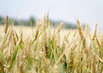 Prezzo grano, saltata nuovamente la rilevazione prezzi