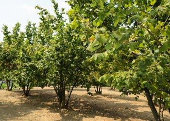 Annata corilicola avara: poco prodotto, ma buona qualità