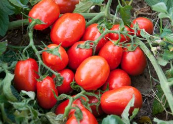 Pomodoro da industria, i produttori chiedono regole chiare 