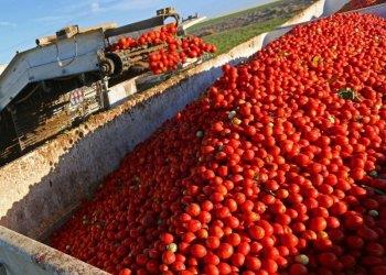 Pomodoro da industria, stallo nella contrattazione del prezzo,  lallarme dei produttori