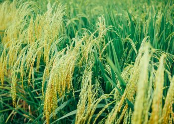 Riso, è crisi: crescono le importazioni e diminuisce lo spazio per i produttori italiani