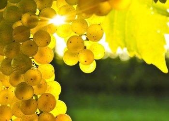 Vendemmia 2023, si prospetta una buona annata per qualitagrave; e quantitagrave; ma pesa ancora lincognita meteo