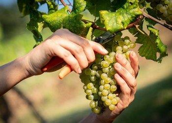 Vendemmia 2024 senza incubo siccità: rese buone e ottima qualità