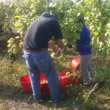 Confagricoltura Alessandria: prime indicazioni sulla vendemmia Si prospettano ottimi vini