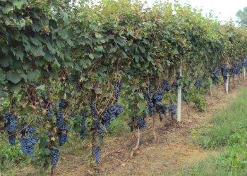 Vendemmia 2022 in leggero anticipo. Confagricoltura Alessandria Piante in stress per la siccitagrave;,  ma la qualitagrave; si prospetta buona