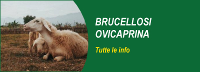 Gli speciali: Brucellosi ovicaprina