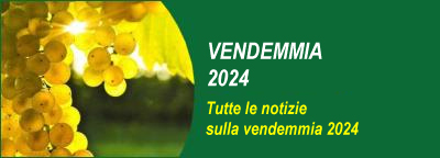 Gli speciali: Vendemmia 2024