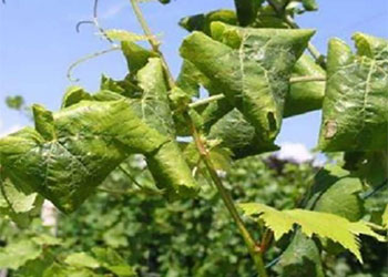 Bollettino di difesa guidata della vite dalla flavescenza dorata - zona di Ovada