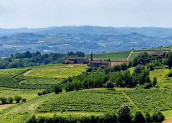 Bollettino di difesa guidata della vite biologica - zona di Casale