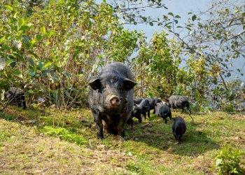 Peste suina africana sui cinghiali - la Regione Piemonte:  Servono l'attenzione dell'europa e una nuova legge nazionale  per il contenimento della fauna selvatica