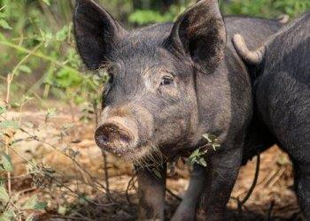 Peste suina africana, la Regione Piemonte anticipa le risorse necessarie, oltre 8 milioni di euro,  per mettere in sicurezza le aree a rischio, con il posizionamento delle reti di contenimento