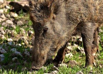 Peste Suina, fondamentale contrastare la diffusione della malattia