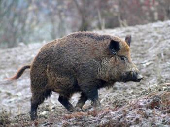 Aggiornamento Peste Suina Africana