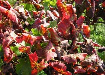 Bollettino di difesa guidata della flavescenza dorata - zona di Casale