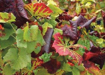 Bollettino di difesa guidata della flavescenza dorata - zona di Casale