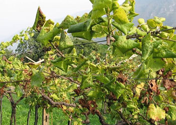 Bollettino di difesa guidata della vite dalla flavescenza dorata - zona di Ovada