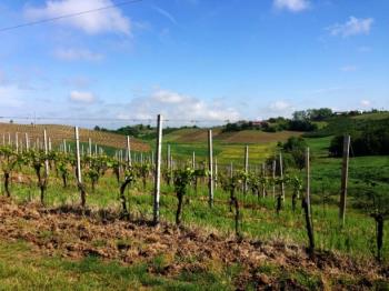 Bollettino di difesa guidata della vite - zona di Ovada