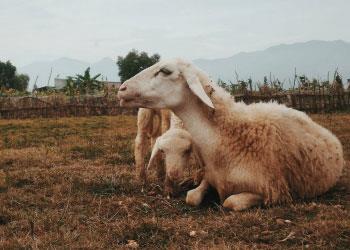 Tracciabilità degli ovicaprini e dei bovini. Applicazione delle misure di identificazione previste dal decreto 7 marzo 2023