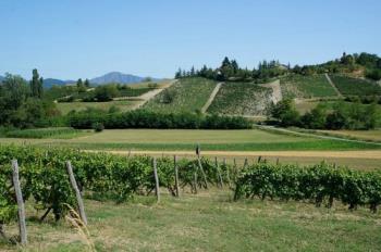 Bollettino di difesa guidata della vite - zona di Acqui