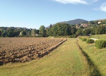 Bandi aperti sui nuovi impianti di arboricoltura su superfici agricole