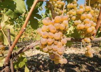 Arricchimenti vendemmia 2024