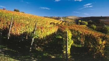 Bollettino di difesa guidata della vite - zona di Casale