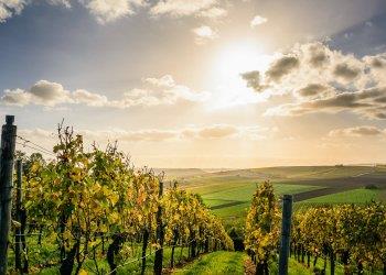 Bollettini di difesa guidata della vite e della vite dalla flavescenza dorata - zona di Acqui