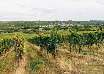 Bollettino di difesa guidata della vite - Zona di Ovada