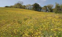 Informazione e divulgazione: Agricoltura Biologica